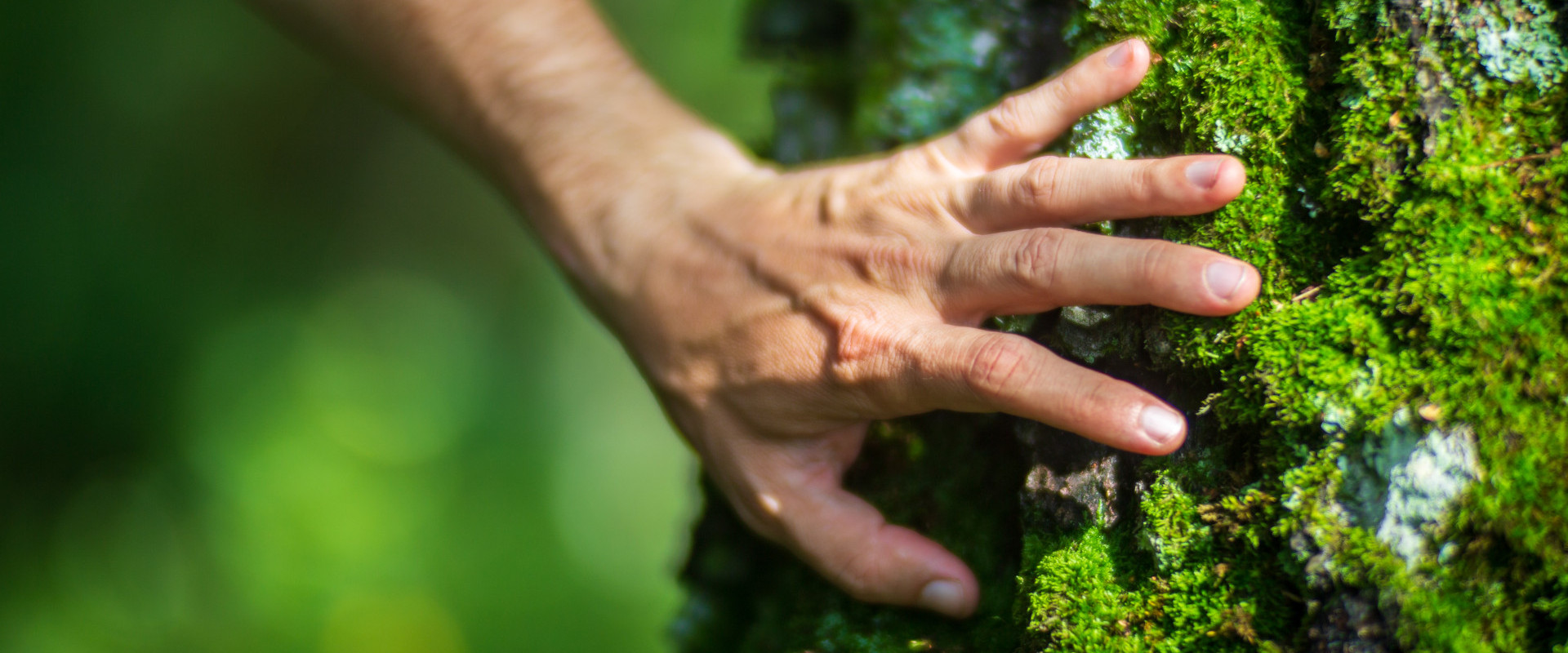 Hand berührt einen mit Moos bewachsenen Baum