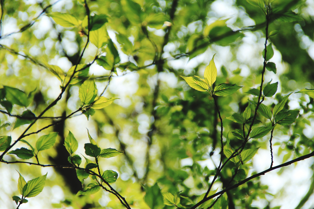 Zweige mit grünen Blättern